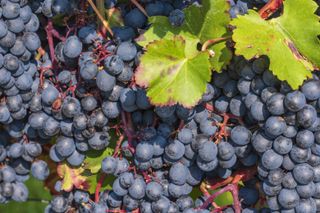 Carmenere wine grapes