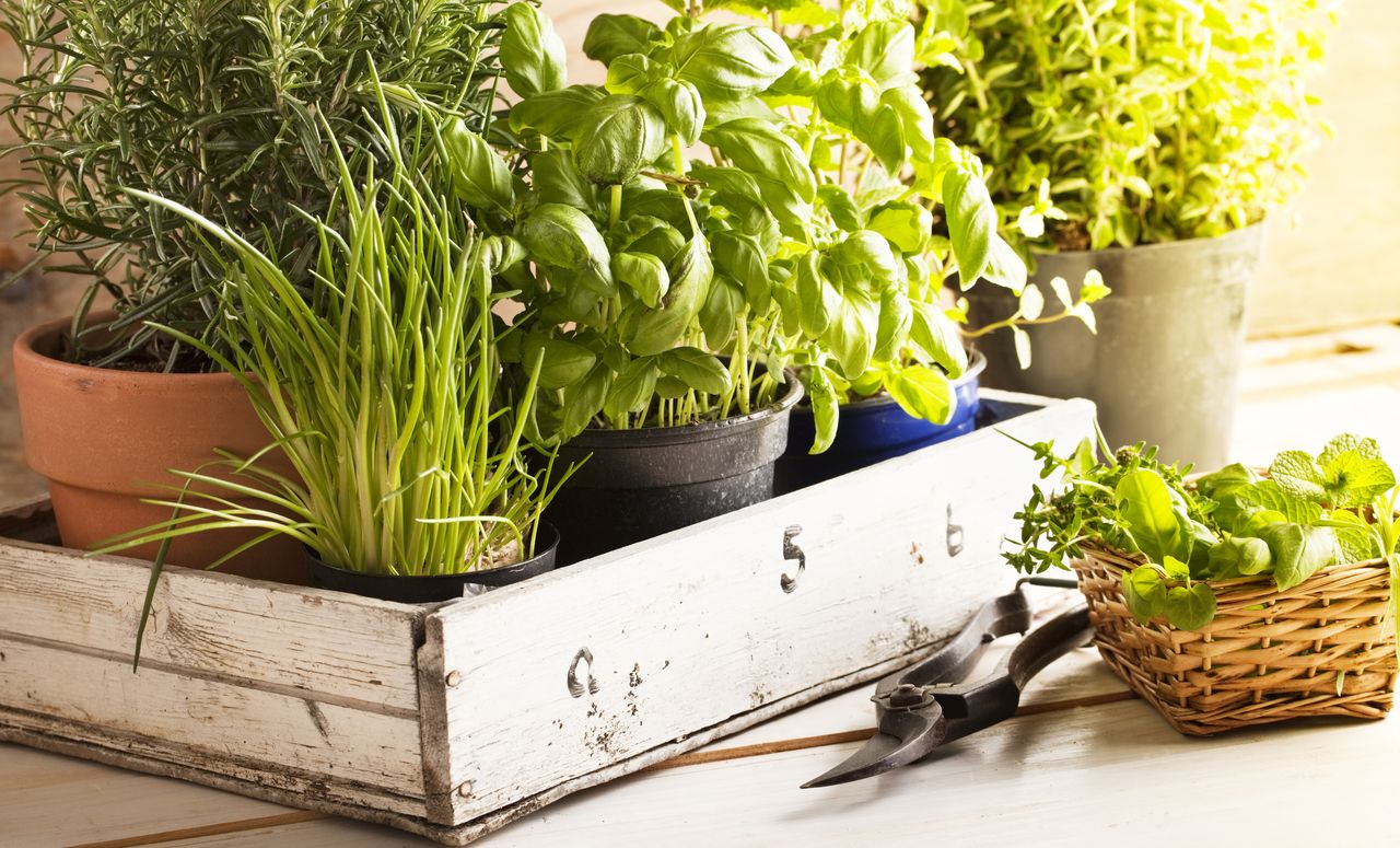 pots of herbs in a wooden tray