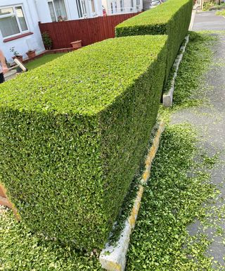 A freshly cut privet hedge in a front garden. The clippings are on the floor still and haven't been picked up