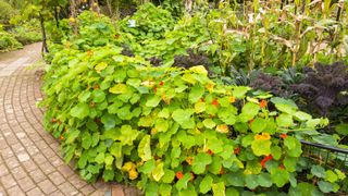 how to design a potager: curved pathway and nasturtiums in the potager at RHS Rosemoor