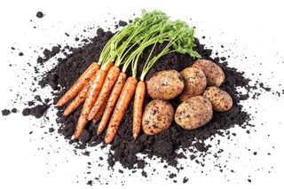 Carrots biodynamic food