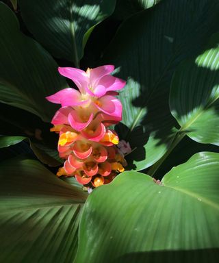 Flower of a turmeric plant