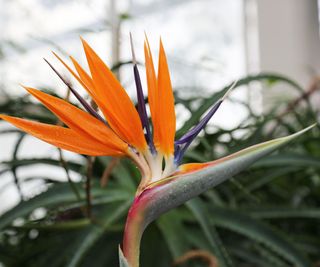 Bird of Paradise/Crane Flower/Strelitzia reginae