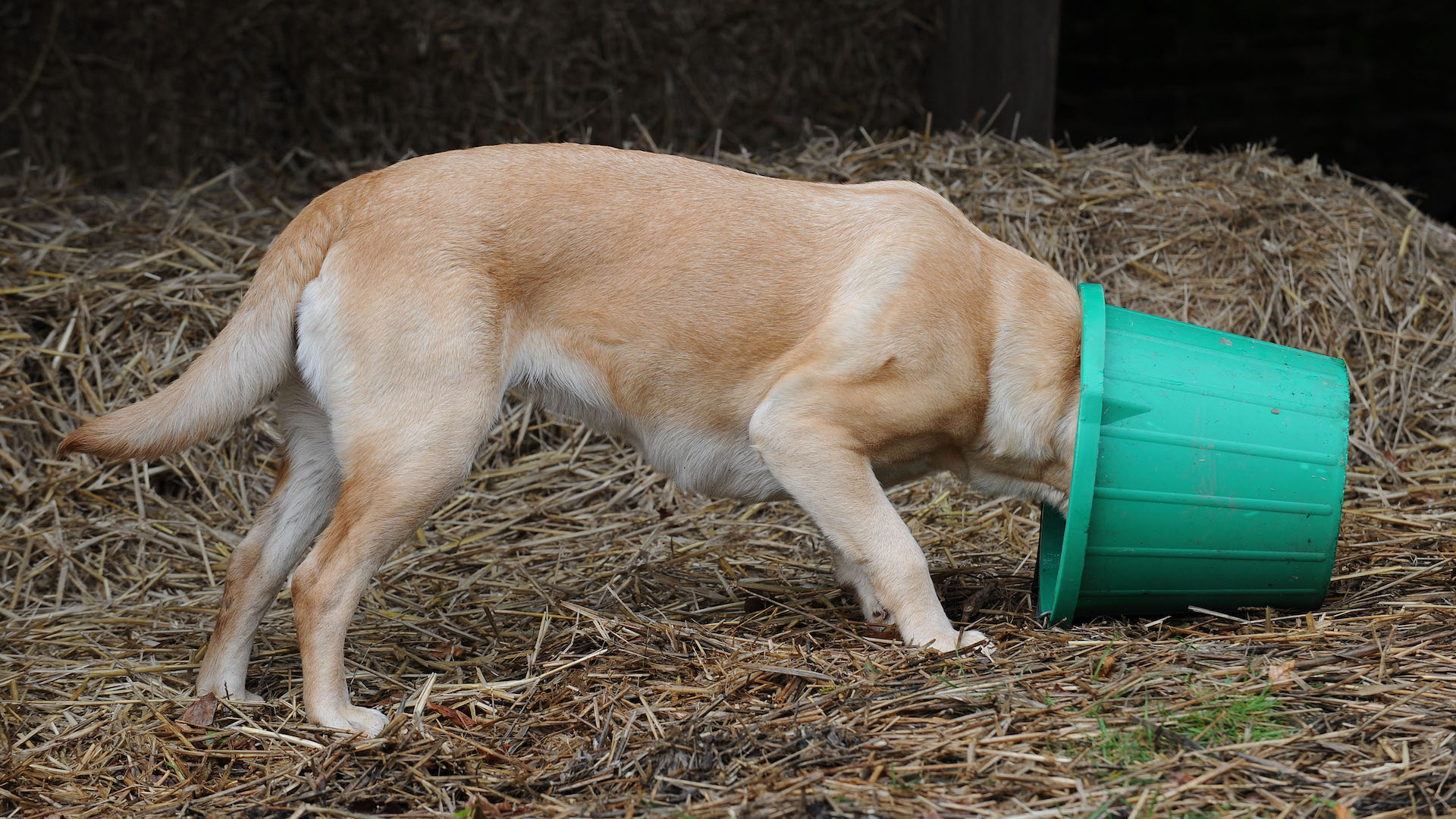 Labrador with head in green bucket