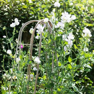Sweet peas growing on supports in the garden
