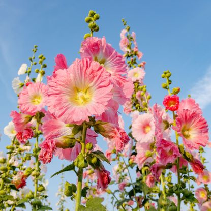 hollyhock plants in full bloom in summer border