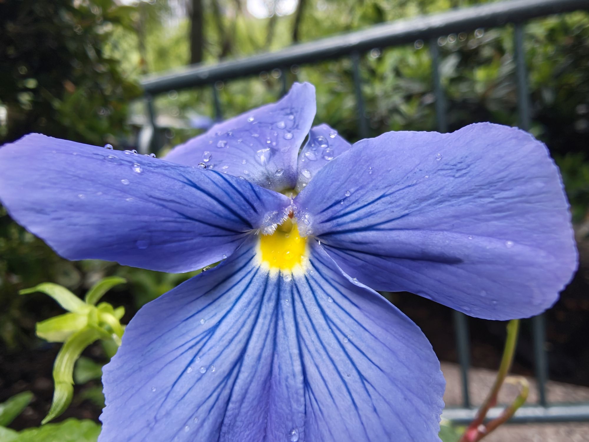 Motorola Razr Ultra 2025 macro sample.
