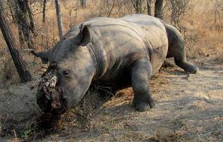 A black rhino carcass with the horn hacked off.