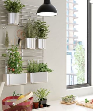 Herbs in a vertical display