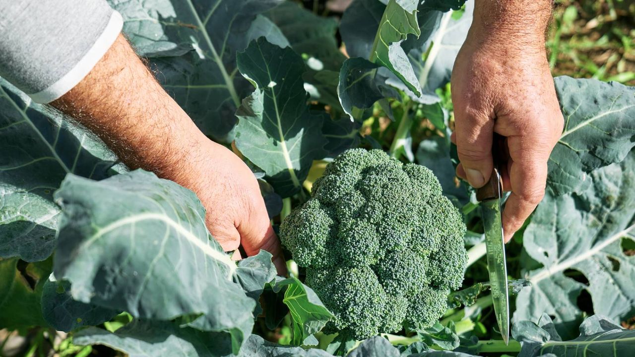 Man cuts broccoli head from plant with knife