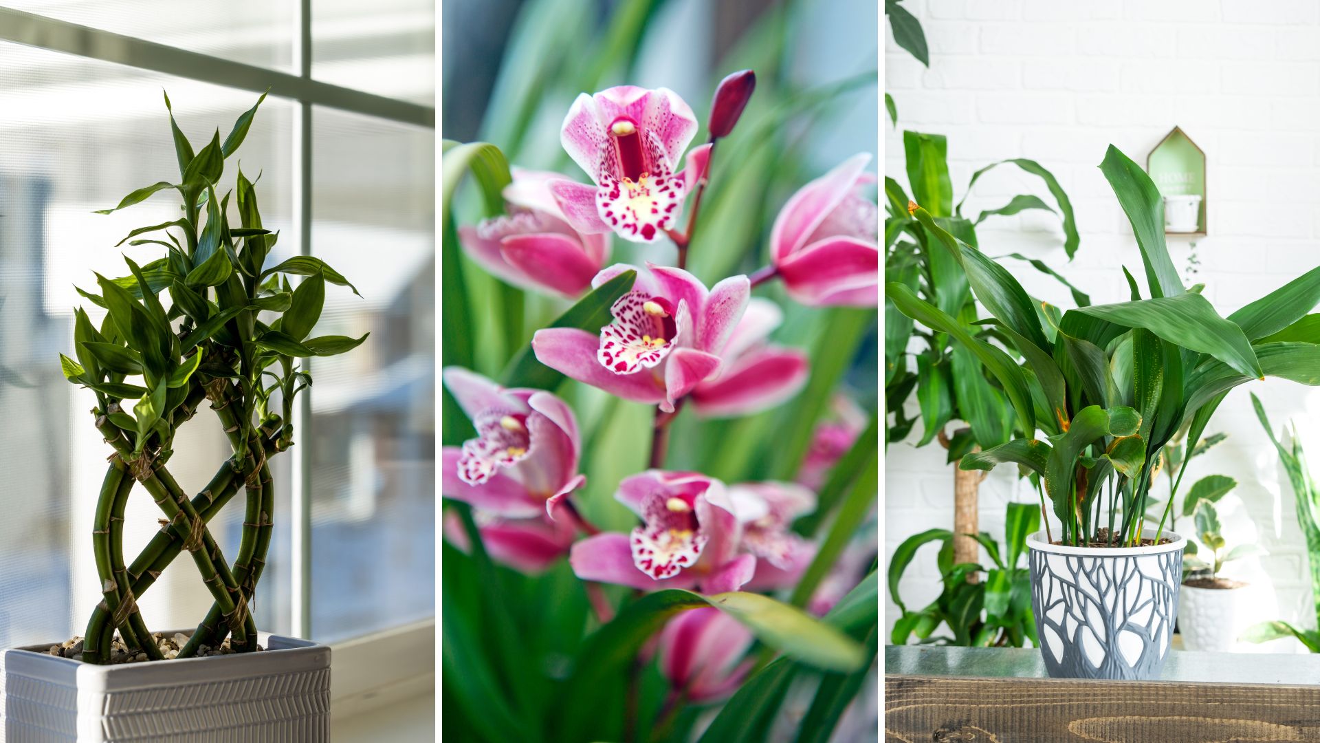 composite of three of the best Japanese houseplants
