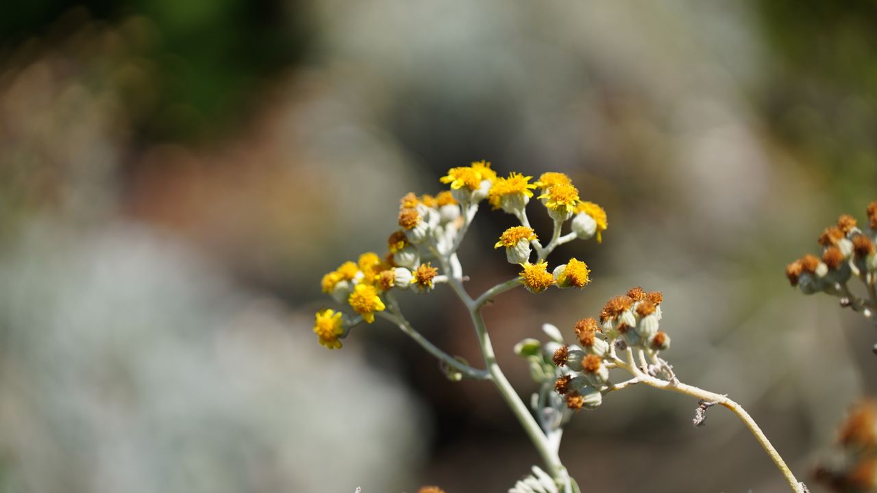 Tamron 35-100mm f/2.8 Di III VXD sample image