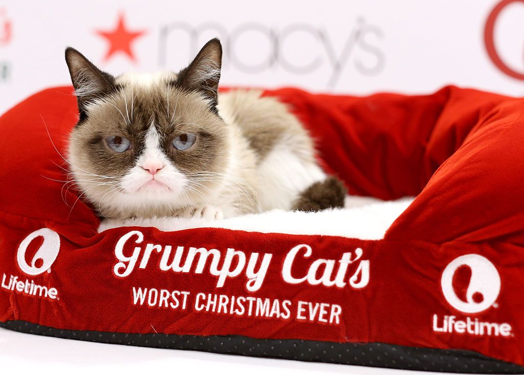 Grumpy Cat