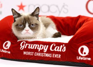 Grumpy Cat, beloved internet meme star, dies at age 7