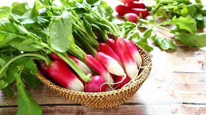 growing radishes