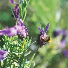 Closeup of bumble bee on lavender plant