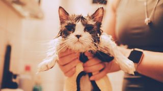 White and grey munchkin cat wet after having a bath