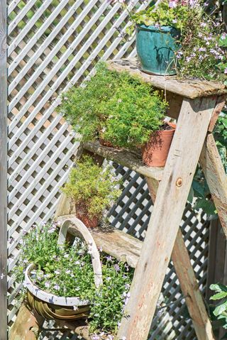 plants displayed on a rustic ladder step