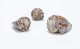 poison through history, cone snail shells