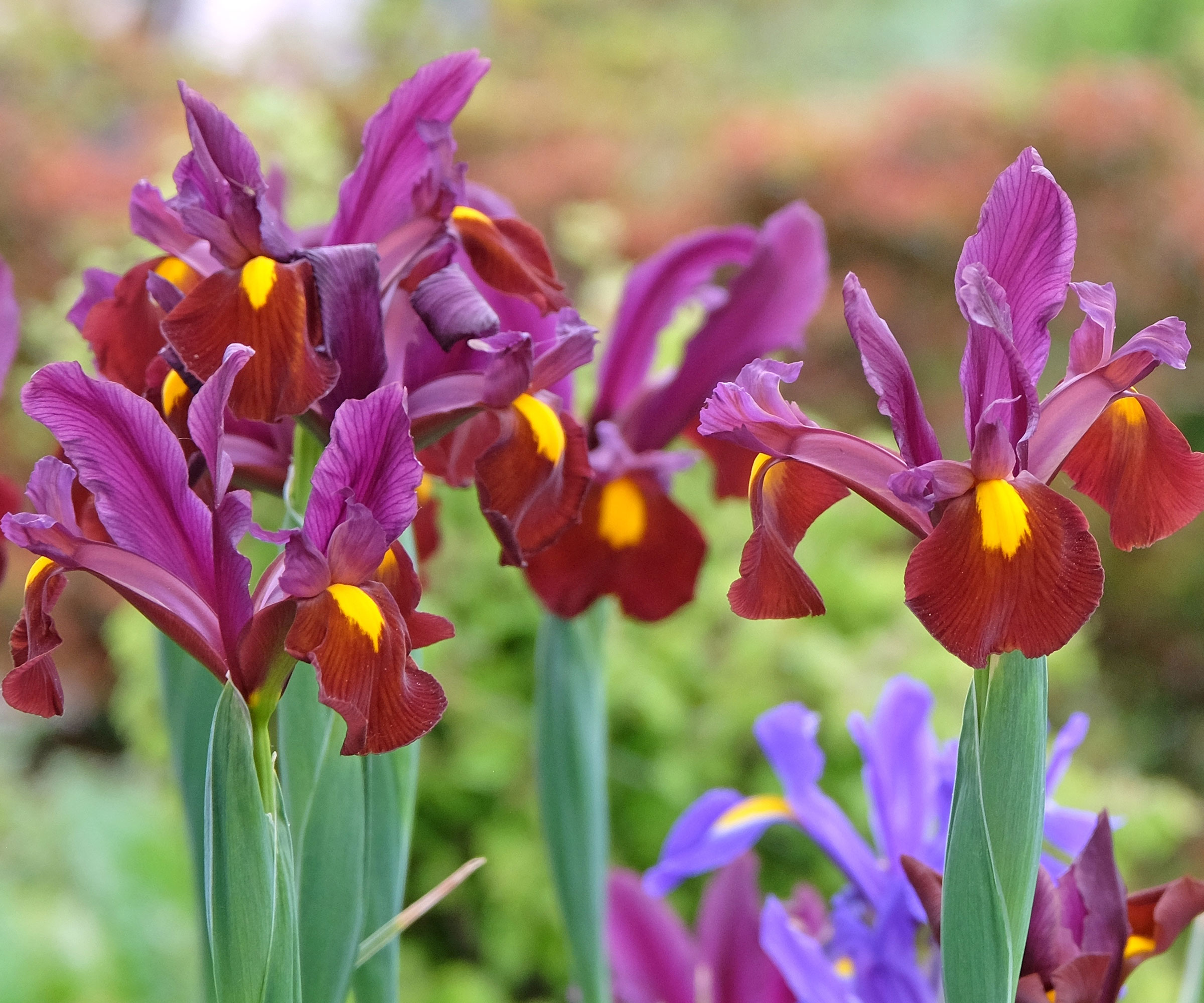 Dutch iris Red Ember flowers in garden