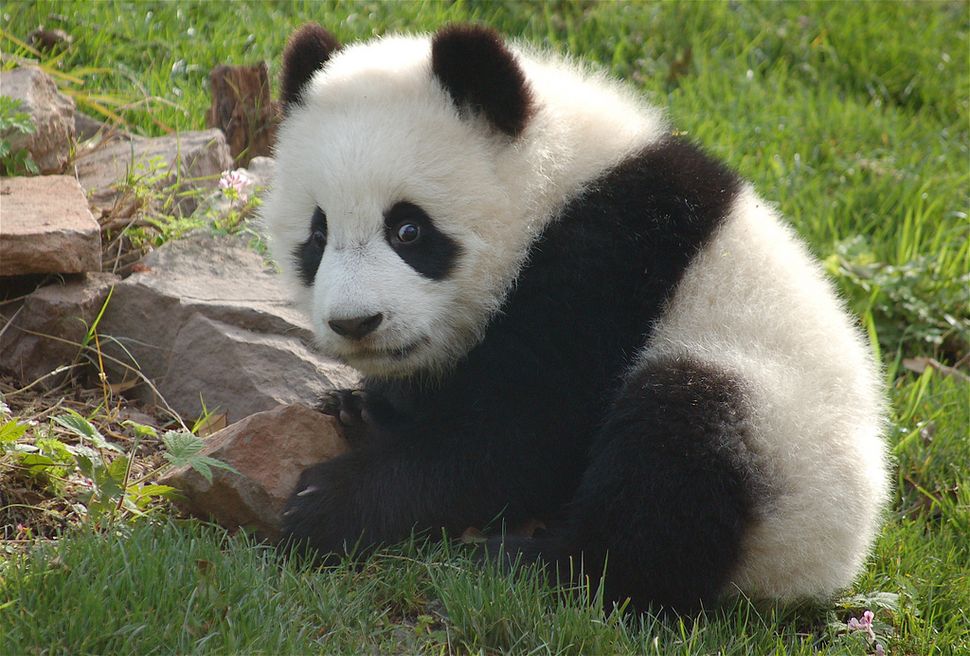 Giant Pandas Live Science 