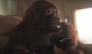 Congo Amy the gorilla gets her martini