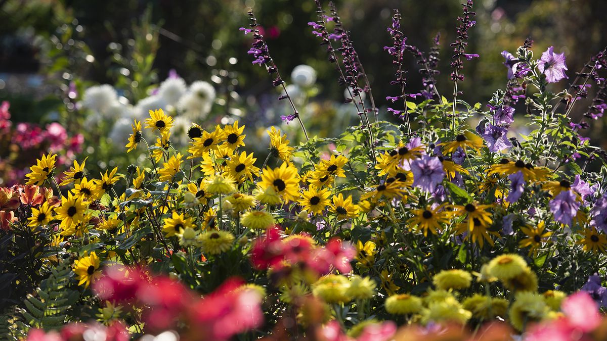 A garden border filled with bright and colourful sun-loving plants