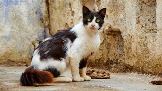 Stray black and white cat on a street in Greece