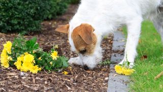 Parson russell terrier digging up garden flowers