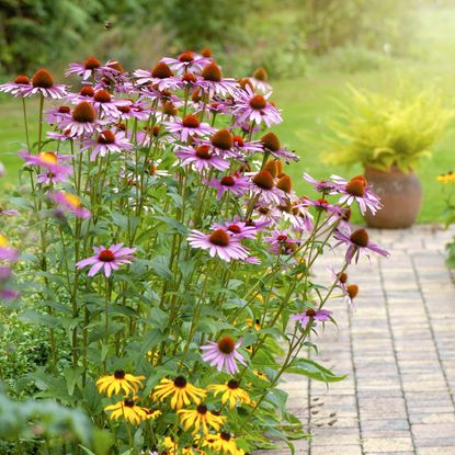 echinacea perennial plants