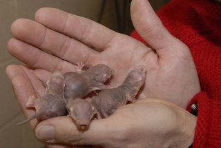 Naked mole-rats in the hands of biologist Thomas Park. Naked mole-rats are very gentle by nature, rarely acting aggressive towards humans.
