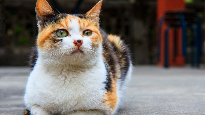 What should I feed my older cat? | PetsRadar