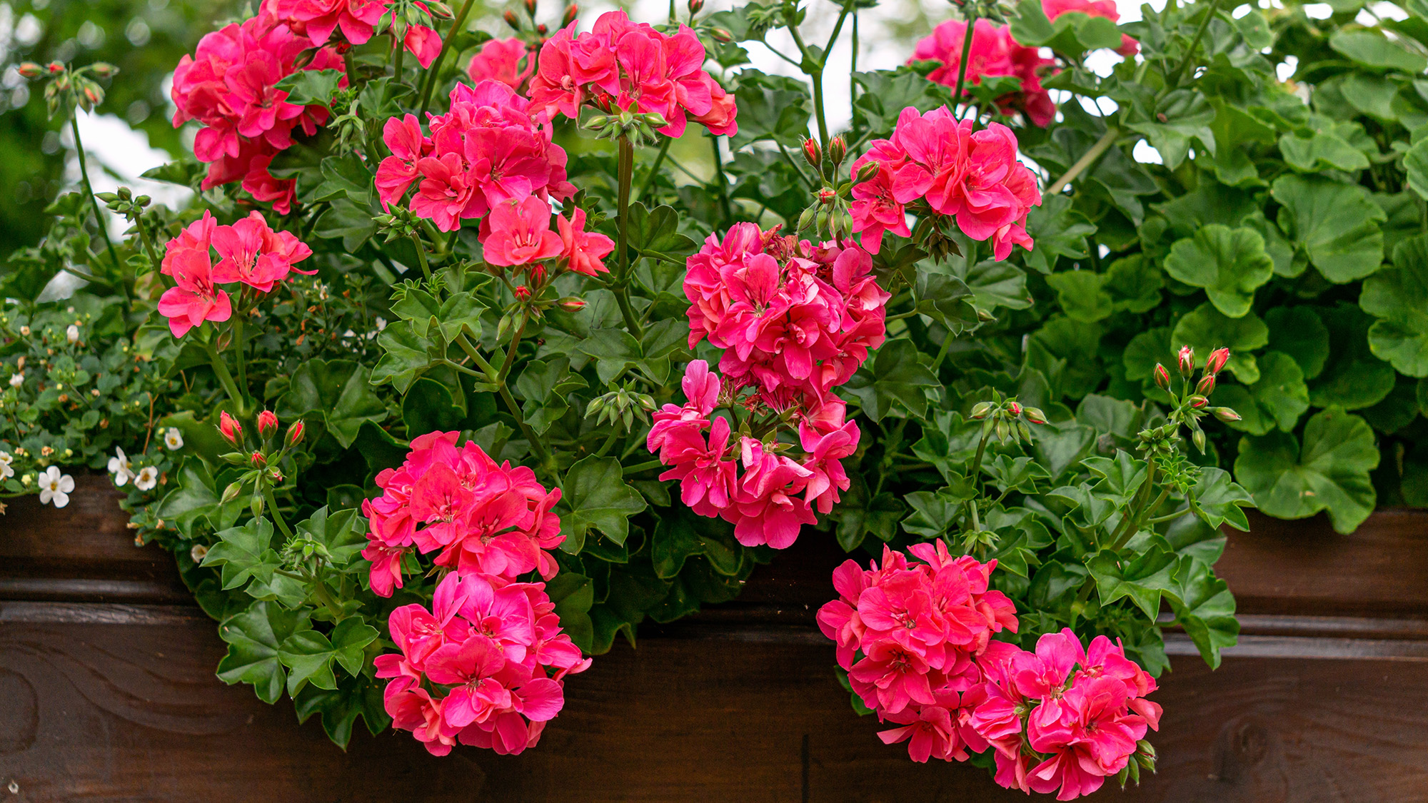 Pelargonium
