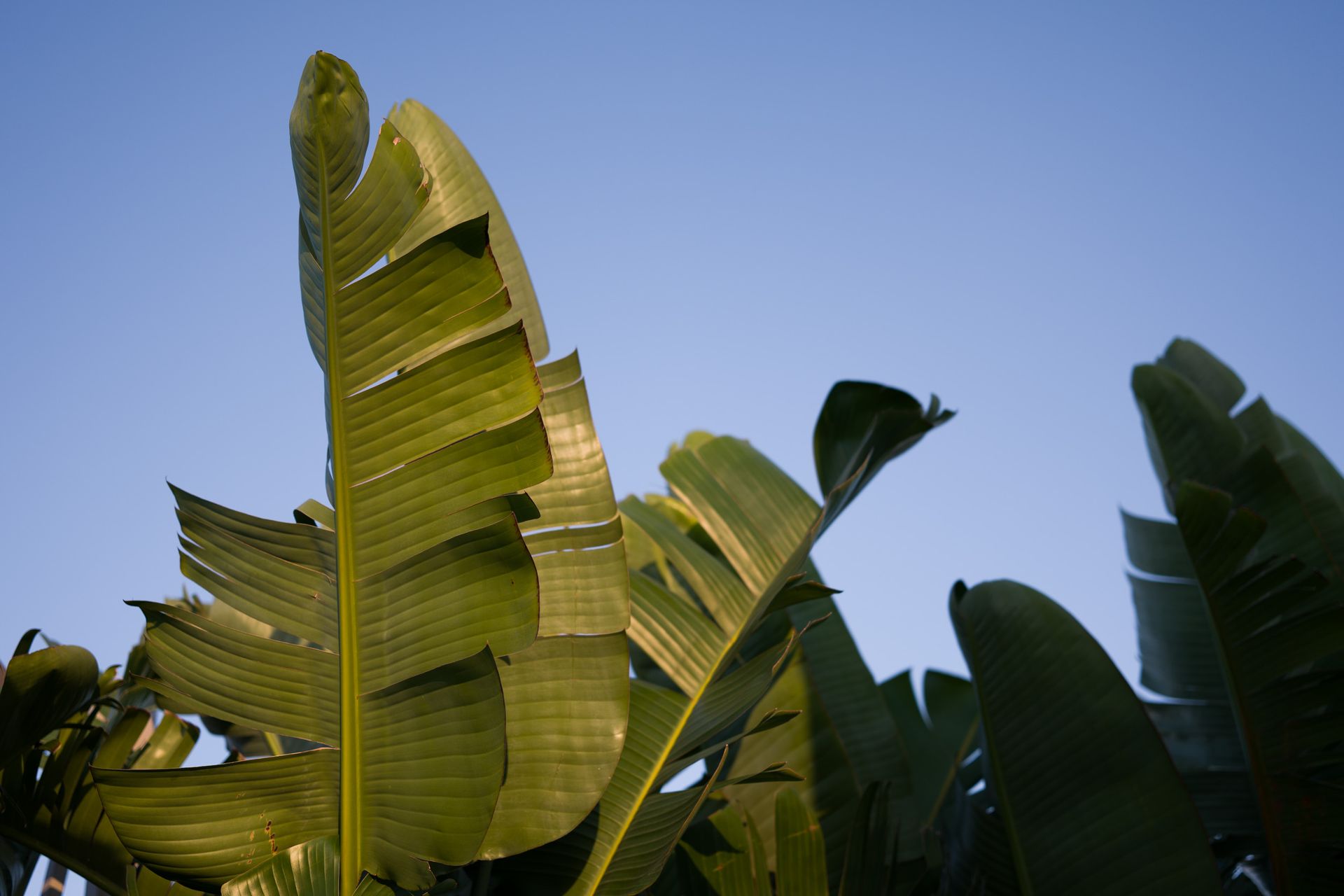  large palm leaves licked by golden light