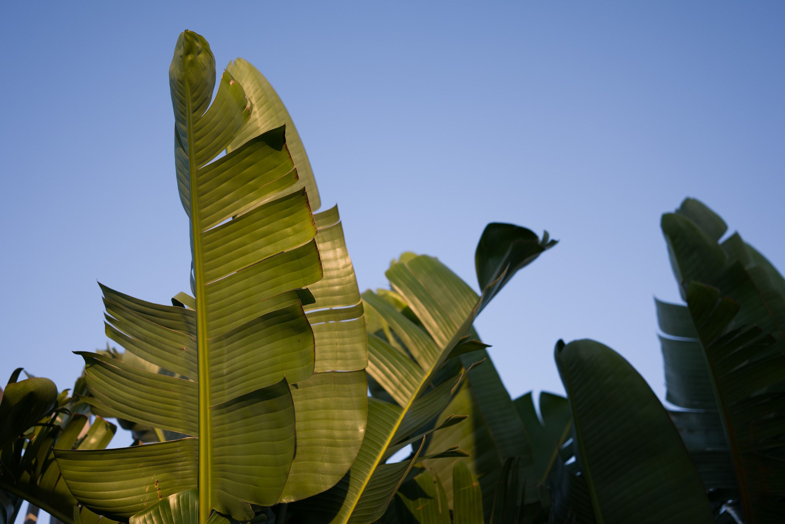 Sigma FP2 sample gallery: large palm leaves licked by golden light