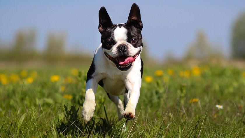 Boston Terrier running through field towards camera