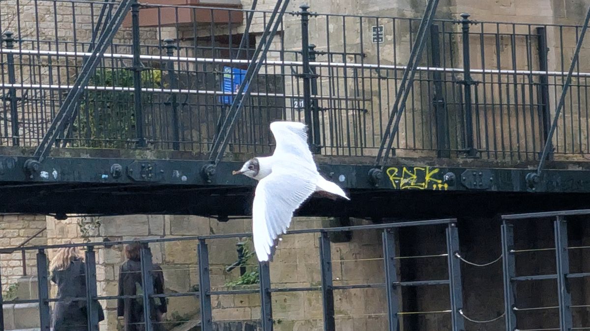 A photo of a bird taken on a Google Pixel 10 Pro XL