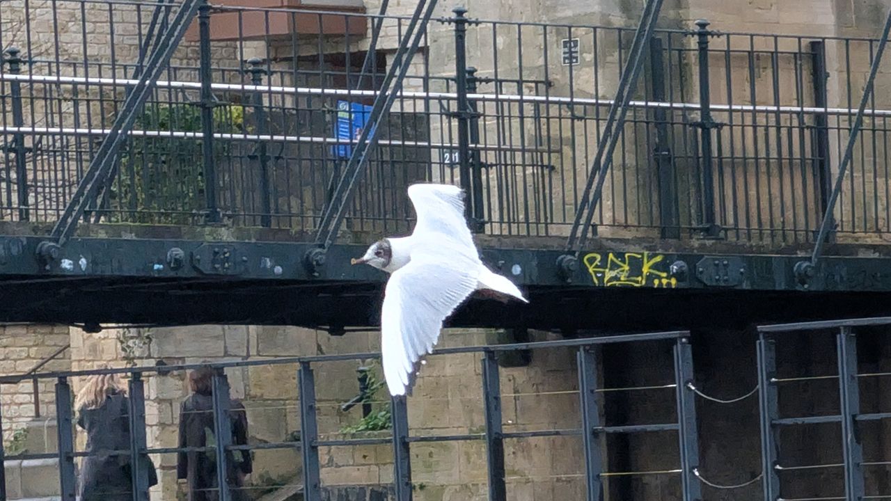 A photo of a bird taken on a Google Pixel 10 Pro XL