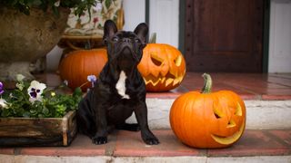 French Bulldog sitting next to carved pumpkins