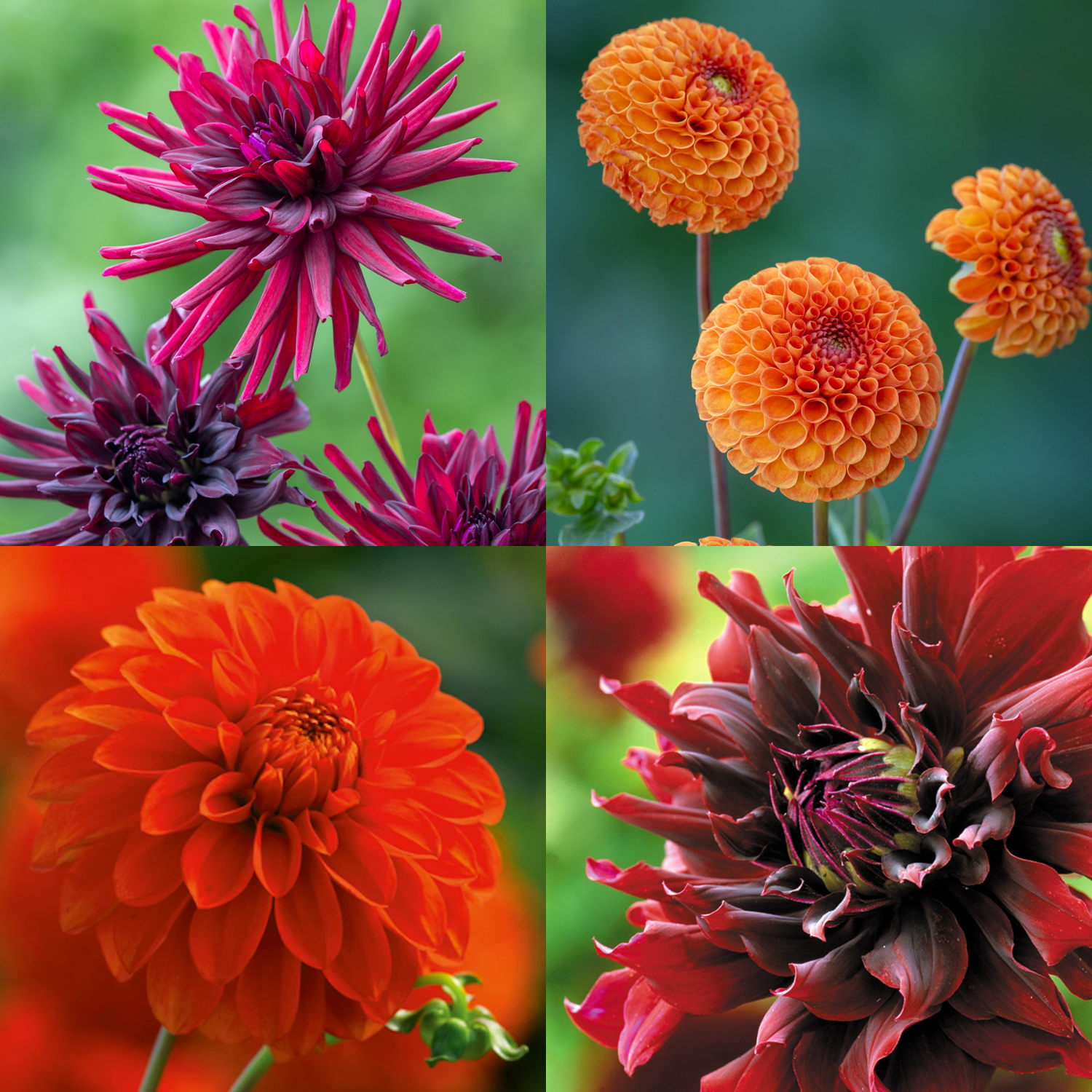 A collage of purple, orange, red, and maroon dahlias