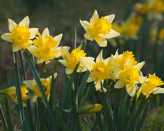 Narcissus pseudonarcissus