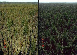 Two photographs of a black spruce forest in Canada – the left one taken with the sun behind the observer (back-scattering), and the right one with the sun opposite the observer (forward-scattering).