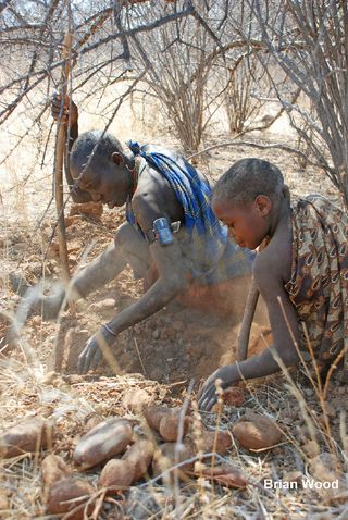 Members of the Hadza culture of Tanzania dig for tubers. One woman wears a monitor that measures her heart rate and her movement with GPS.