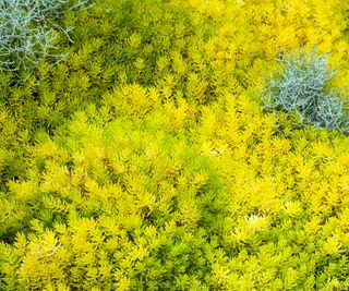 sedum angelina showing yellow foliage in rockery