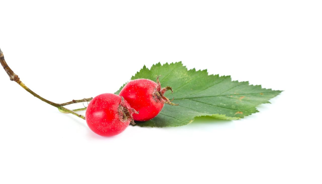 Two Red Mayhaw Seeds