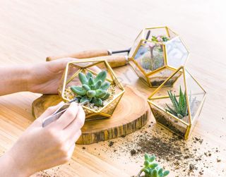Glass terrariums from Etsy