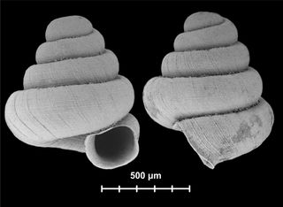 A new micro-snail species, Angustopila subelevata averages just over 0.03 inches (0.87 millimeters) in shell height, making it among the tiniest land snails in the world. This snail also comes from Guangxi province.