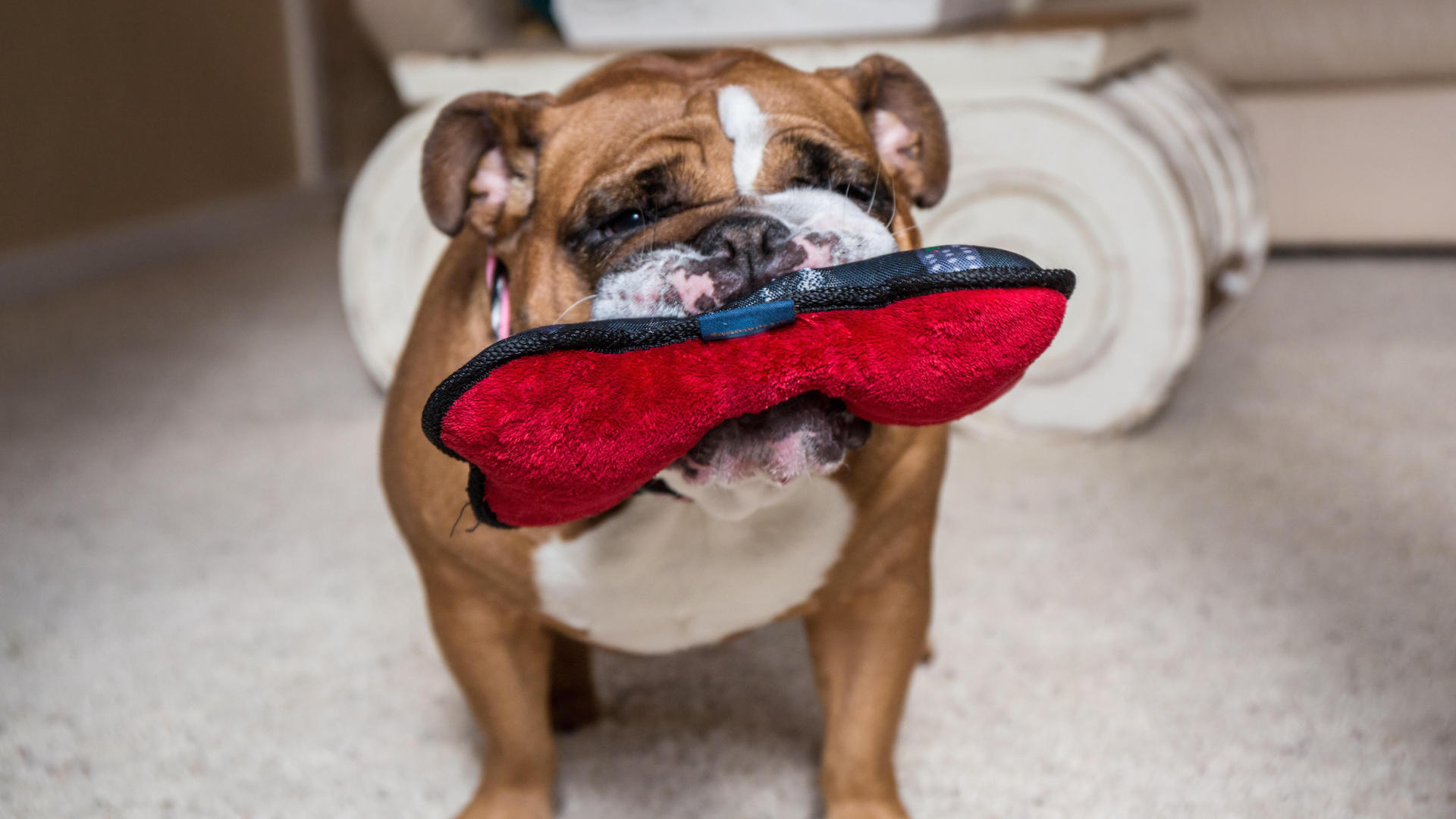 Bulldog with chew toy