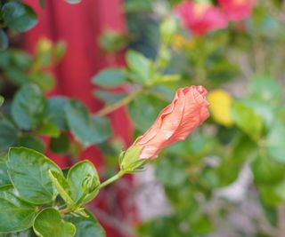 Hibiscus flower bud with red blooms behind