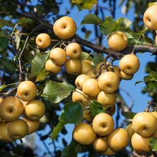 Shinseiki Asian Pear Tree